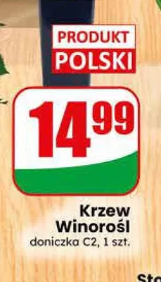 Krzew Winorośl promocja w Dino