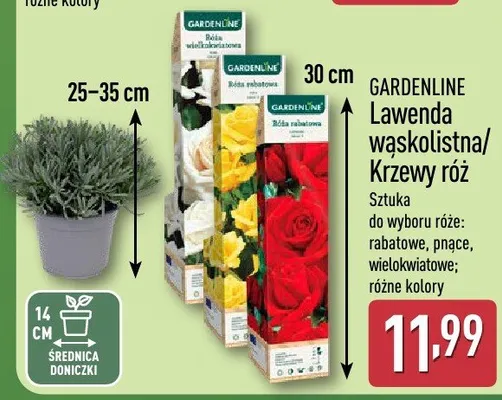 Krzewy róż promocja w Aldi