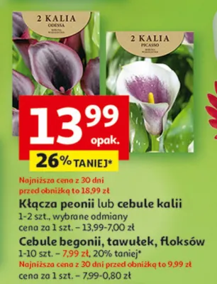 Cebule begonii, tawułek, floksów promocja w Auchan
