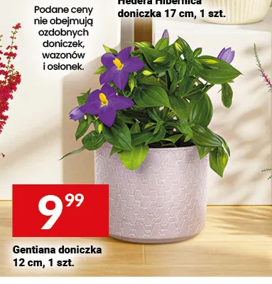 Gentiana doniczka promocja w Twój Market