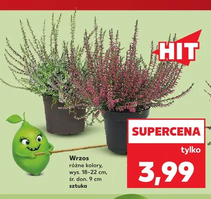 Wrzos promocja w Kaufland