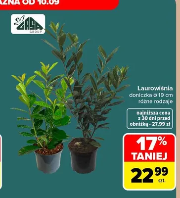 Laurowiśnia doniczka Ø 19 cm Gasa Group promocja w Carrefour