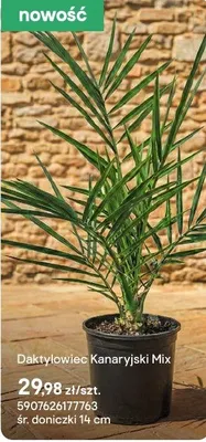 Roślina Daktylowiec Kanaryjski Mix promocja w Castorama