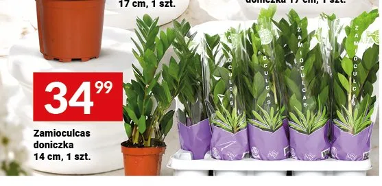 Zamioculcas doniczka promocja w Twój Market