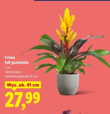 Guzmania w ceramice promocja w Lidl