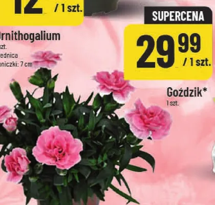 Goździk promocja w POLOmarket