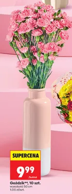 Goździk promocja w Biedronka