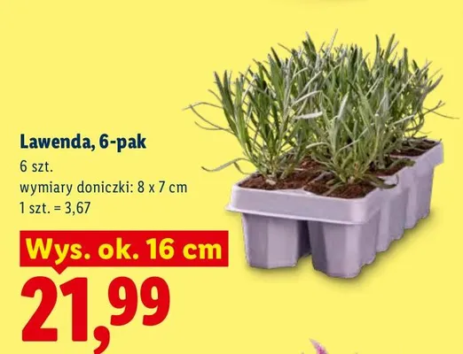 Lawenda 6-pak wys. ok. 16 cm promocja w Lidl