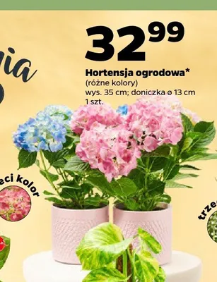 Hortensja ogrodowa promocja w Netto