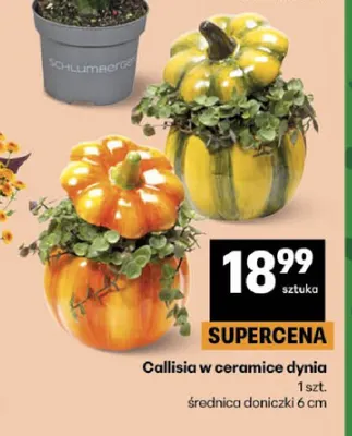 Callisia w ceramice dynia promocja w Delikatesy Centrum