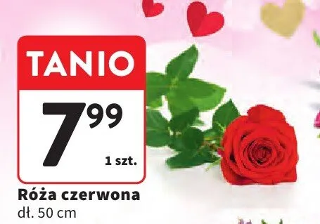 Róża czerwona promocja w Intermarche