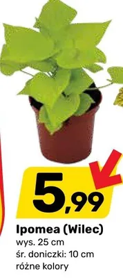 Ipomea (Wilec) wys. 25cm śr. doniczki 10cm promocja w Bricomarche