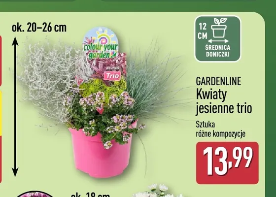 Kwiaty jesienne trio Gardenline promocja w Aldi