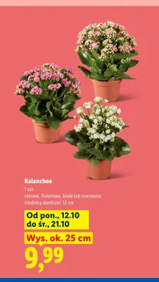 Kalanchoe promocja w Lidl
