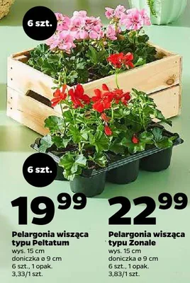 Pelargonia wisząca typu Peltatum promocja w Netto