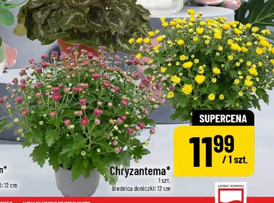 Chryzantema promocja w POLOmarket