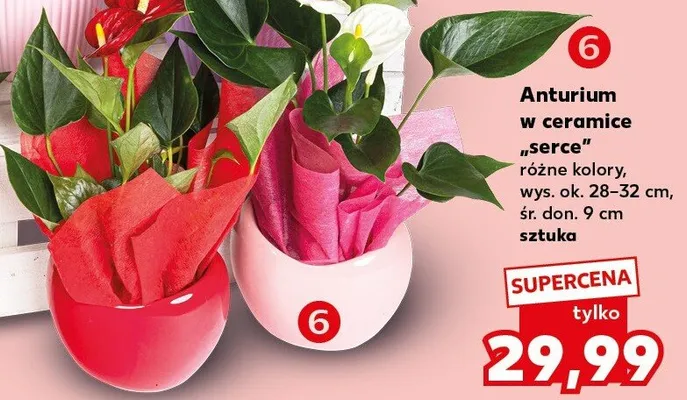 Anturium w ceramice serce wys. ok. 28-32cm śr. don. 9cm promocja w Kaufland