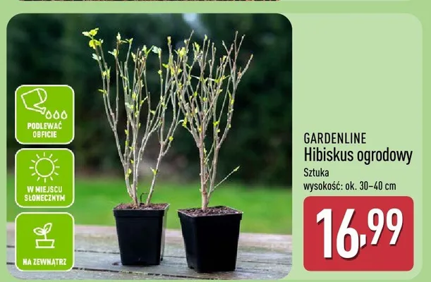 Hibiskus ogrodowy promocja w Aldi
