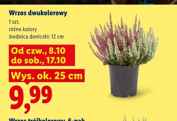 Wrzos dwukolorowy promocja w Lidl