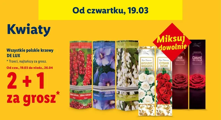 Wszystkie polskie krzewy De Lux 2+1 ZA 1 GROSZ promocja w Lidl