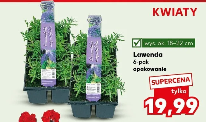 Lawenda promocja w Kaufland