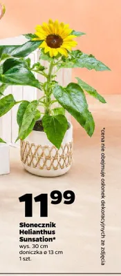 Słonecznik Helianthus Sunsation promocja w Netto