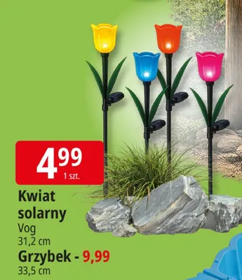 Kwiat solarny Vog promocja w Leclerc