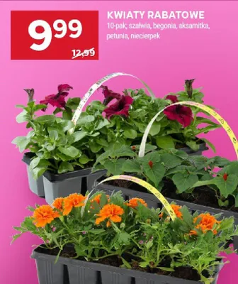 Kwiaty rabatowe 10-pak szałwia, begonia, aksamitka, petunia, niecierpek promocja w Stokrotka