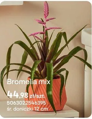 Bromelia mix promocja w Castorama