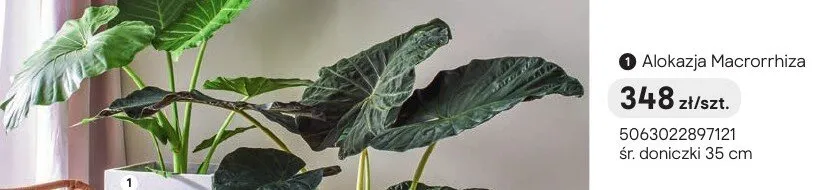 Alokazja Macrorrhiza promocja w Castorama