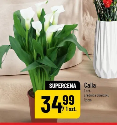 Calla promocja w POLOmarket