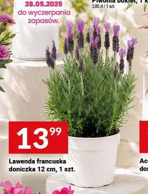 Lawenda francuska doniczka 12cm promocja w Twój Market