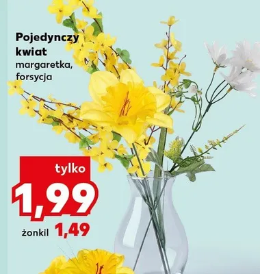 Pojedynczy kwiat forsycja promocja w Kaufland