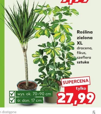 Roślina zielona XL szeflera promocja w Kaufland
