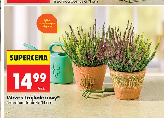 Wrzos trójkolorowy promocja w Biedronka