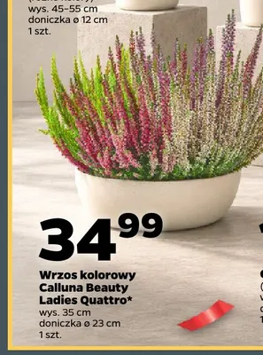 Wrzos kolorowy Calluna Beauty Ladies Quattro promocja w Netto