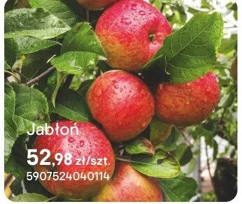 Jabłoń promocja w Castorama