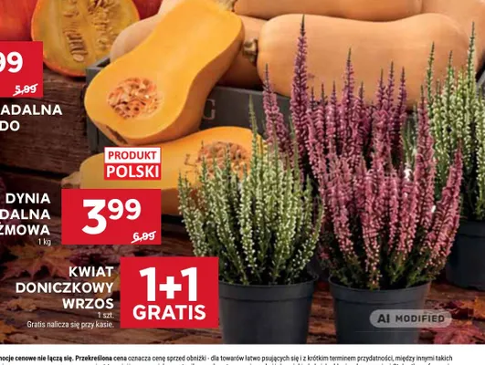 Kwiat doniczkowy wrzos promocja w Stokrotka