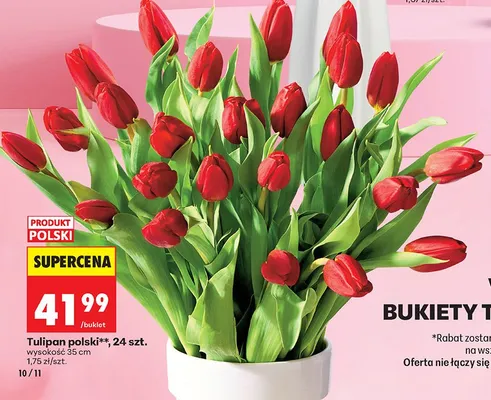 Tulipan polski, 24 szt. promocja w Biedronka