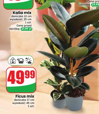 Ficus mix promocja w Dino