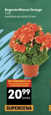 Begonia Mocca Orange promocja w Delikatesy Centrum