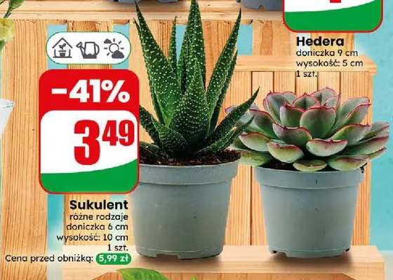 Sukulent promocja w Dino
