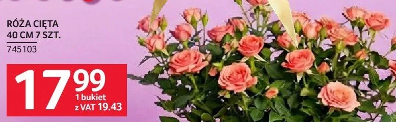 Róża cięta 40 cm 7 szt. promocja w Selgros