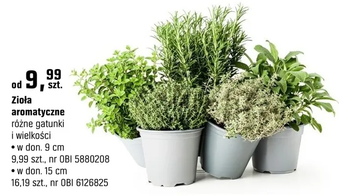Zioła aromatyczne różne gatunki i wielkości (9 cm) promocja w OBI