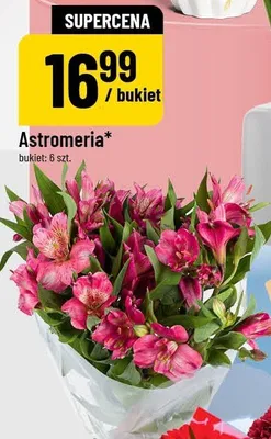 Astromeria promocja w POLOmarket