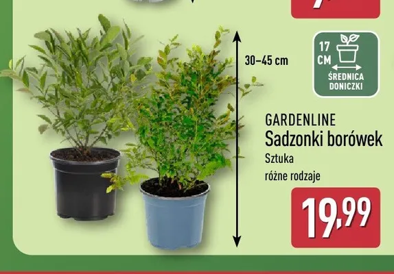 Sadzonki borówek GARDENLINE promocja w Aldi