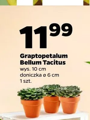 Graptopetalum Bellum Tacitus promocja w Netto