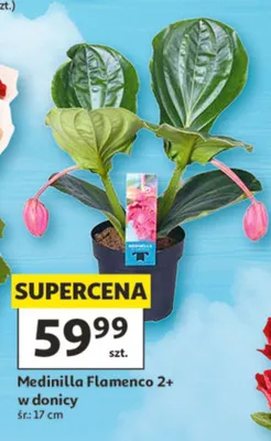 Medinilla Flamenco 2+ w donicy śr.: 17cm promocja w Auchan