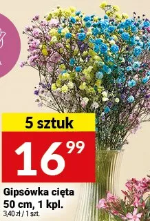 Gipsówka cięta 50cm promocja w Twój Market