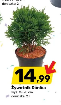 Żywotnik Danica wys. 15-20cm doniczka 2l promocja w Bricomarche